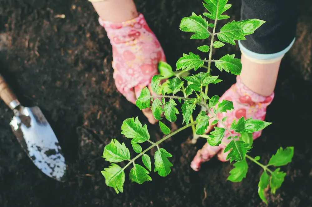 Environmental Responsibility - Plantation & Sustainable Practices
